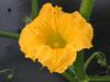 Cucurbita maxima Show king; fleurs-M