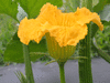 Cucurbita maxima Show king; fleurs-M