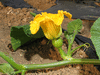 Cucurbita maxima Show king; fleurs-F