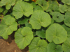 Cucurbita maxima Show king; feuilles