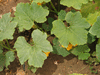 Cucurbita maxima Sweet meat; feuilles