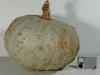 Cucurbita maxima Sweet meat; fruits