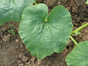 Cucurbita maxima Taos; feuilles