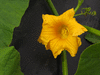 Cucurbita maxima Taos; fleurs-F