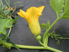 Cucurbita maxima F1 Yukigeshow; fleurs-F