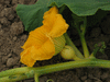 Cucurbita maxima Big max; fleurs-F