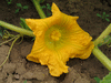 Cucurbita maxima Big max; fleurs-F