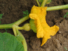 Cucurbita maxima Big max; fleurs-F