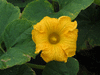 Cucurbita maxima Big max; fleurs-M