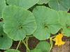 Cucurbita maxima Big max; feuilles