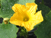 Cucurbita maxima Sibley; fleurs-M