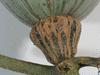 Cucurbita maxima Sibley; pedoncules