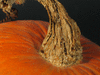 Cucurbita maxima Amish pie; pedoncules