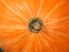 Cucurbita maxima Amish pie; ombilics