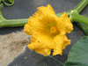 Cucurbita maxima Amish pie; fleurs-F