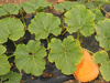 Cucurbita maxima Amish pie; feuilles