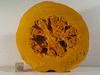 Cucurbita maxima Amish pie; coupes