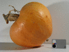 Cucurbita maxima Amish pie; fruits