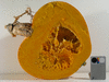 Cucurbita maxima Amish pie; coupes