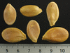 Cucurbita maxima Amish pie; graines