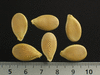 Cucurbita maxima Amish pie; graines