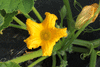 Cucurbita maxima Amish pie; fleurs-M