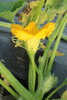 Cucurbita maxima Amish pie; fleurs-M