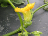 Cucurbita maxima Nanticoke Indian; fleurs-F