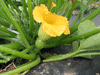 Cucurbita maxima Nanticoke Indian; fleurs-F