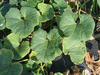 Cucurbita maxima Nanticoke Indian; feuilles