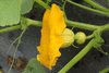 Cucurbita maxima Hopi orange; fleurs-F