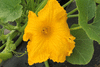 Cucurbita maxima Hopi orange; fleurs-M