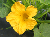 Cucurbita maxima Chesnut; fleurs-M