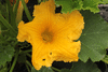 Cucurbita maxima Chesnut; fleurs-F