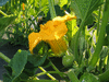 Cucurbita maxima Zipinki campana; fleurs-F