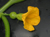 Cucurbita maxima Whangaparoa; fleurs-F