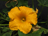 Cucurbita maxima Potiron d'Argentine; fleurs-M