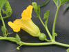 Cucurbita maxima Potiron d'Argentine; fleurs-F