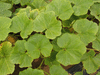 Cucurbita maxima Potiron d'Argentine; feuilles