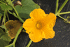 Cucurbita maxima Potiron d'Argentine; fleurs-F