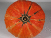 Cucurbita maxima Red waren; ombilics