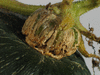 Cucurbita maxima Kabosha ou Hokkado; pedoncules