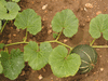 Cucurbita maxima Kabosha ou Hokkado; feuilles