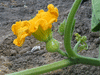 Cucurbita maxima Potiron blanc d'Yvette; fleurs-F