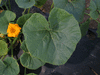 Cucurbita maxima Potiron blanc d'Yvette; feuilles