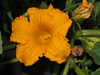 Cucurbita maxima Anna schwartz; fleurs-M