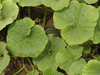 Cucurbita maxima Anna schwartz; feuilles