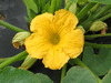 Cucurbita maxima Rondo di tronco; fleurs-M