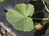 Cucurbita maxima Rondo di tronco; feuilles