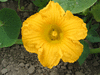 Cucurbita maxima Giraumon turban plat; fleurs-M